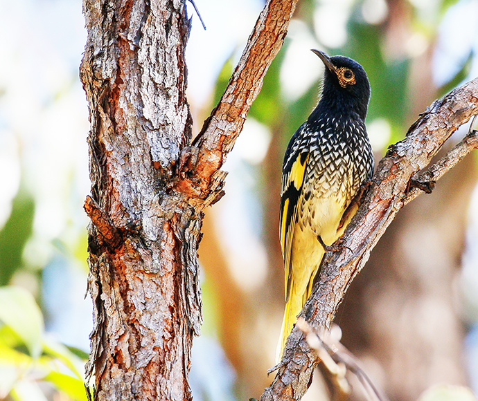 Regent honeyeater (Anthochaera phrygia)