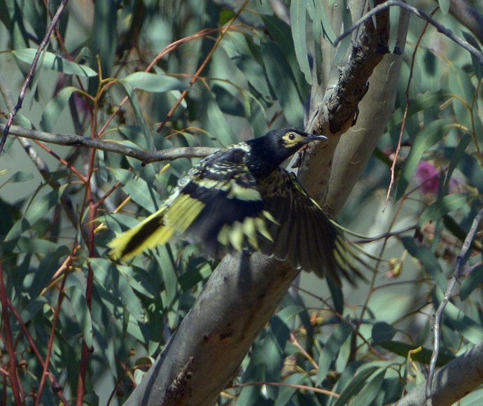 Regent honeyeater (Anthochaera phrygia) in flight with tree in background