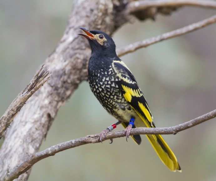 Regent honeyeater (Anthochaera phrygia)