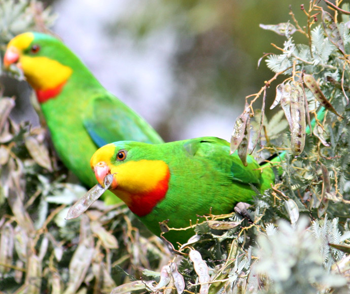 Superb parrot (Polytelis swainsonii)