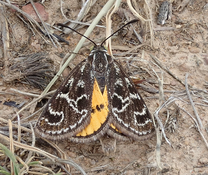 Golden Sun Moth