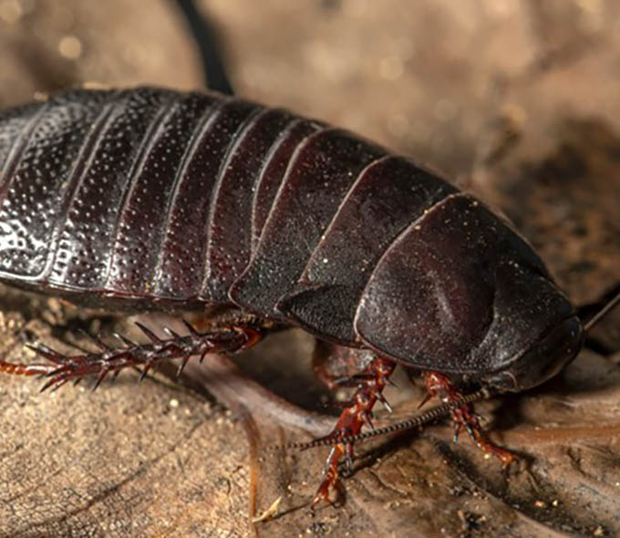 A close-up of a cockroach on a wooden surface, showcasing its segmented body and spiny legs