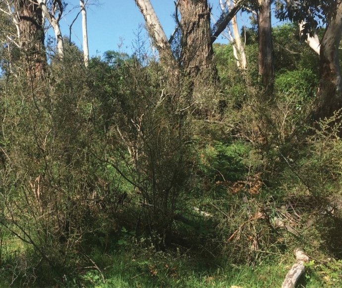 Purple copper butterfly (Paralucia spinifera) habitat