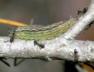 Purple copper butterfly (Paralucia spinifera) larvae with attendant ants (Anonychomyrma itinerans)