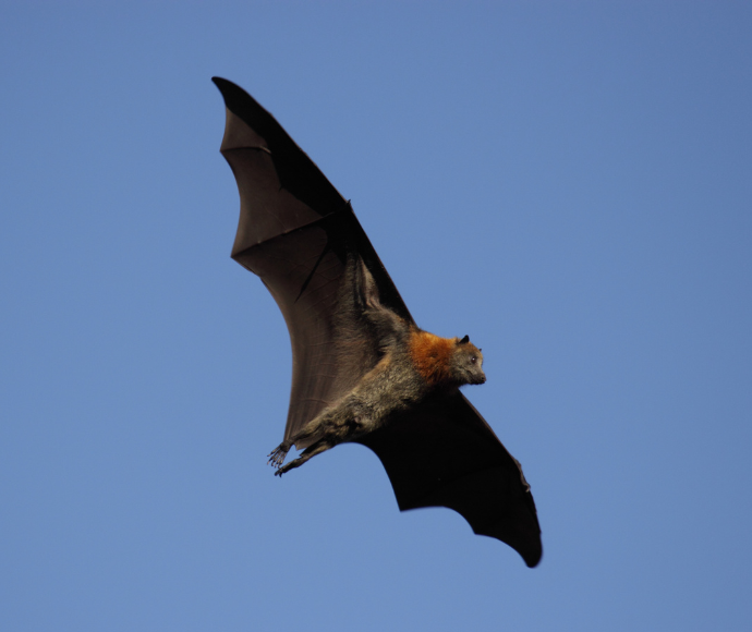 Brown bat with red head features in the centre surrounded by blue sky. 