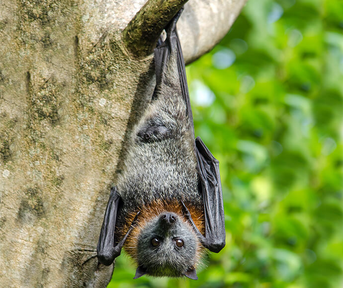 Grey-headed flying-fox are an important part of the ecological system