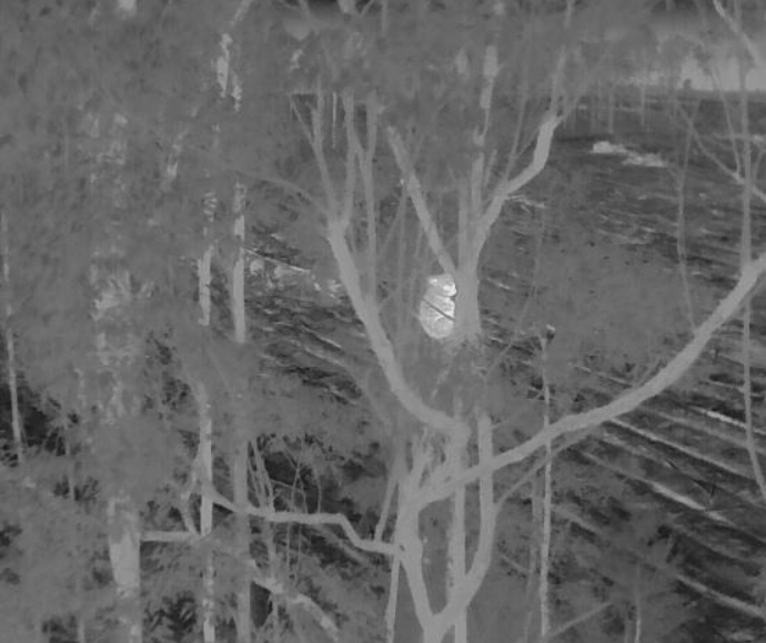 Thermal image of a koala in a tree