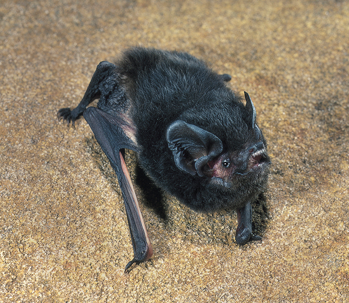 Close-up image of a dark-furred bat resting on a rough surface, showcasing its unique wing structure