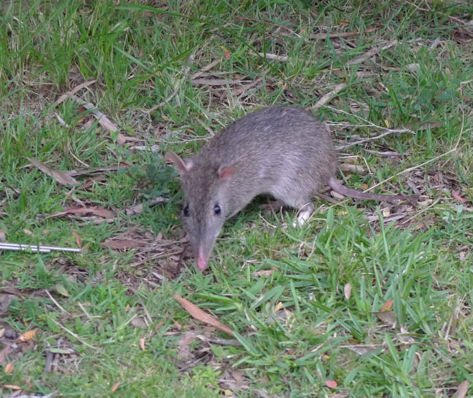 Long-nosed bandicoot (Perameles nasuta)