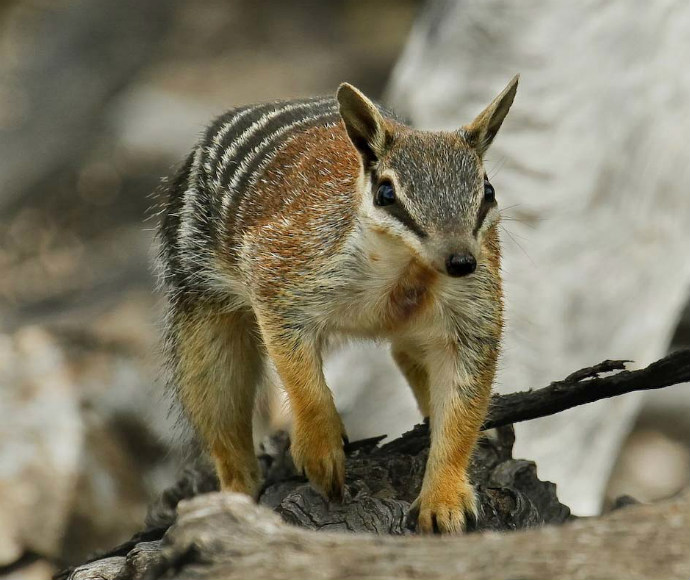 The numbat (Myrmecobius fasciatus) is presumed extinct in New South Wales