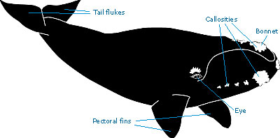 Southern right whale