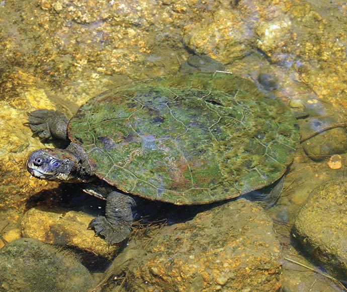 Bell's turtle (Wollumbinia belli) also known as western saw-shelled, Namoi River or Bell's saw-shelled turtle