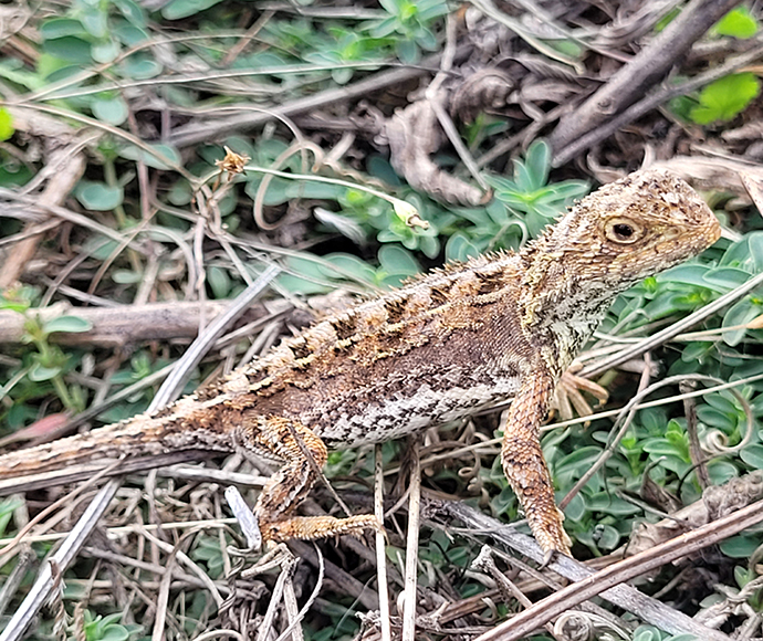 Canberra Grassland Earless Dragon