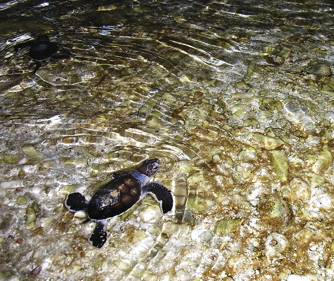 Two infant turtles in clear rippling shallow water with pebbles and sand visible underneath