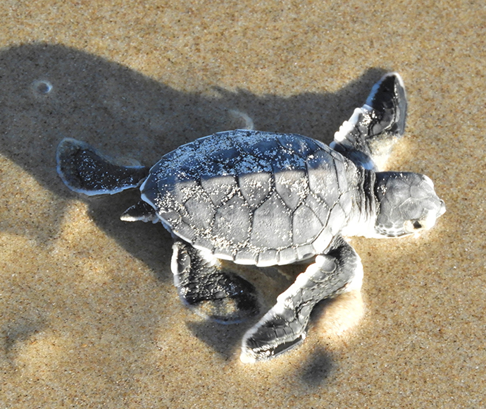 Green turtle (Chelonia mydas) hatchling, Evans Head