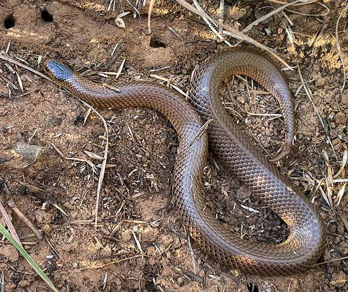 Little Whip Snake