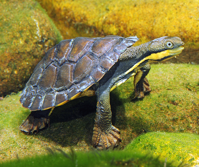 Manning River helmeted turtle (Myuchelys purvisi)