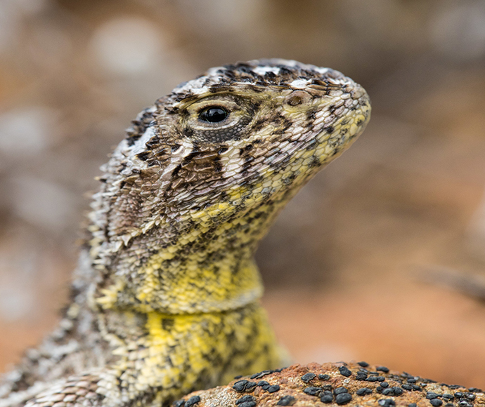 Monaro Grassland Earless Dragon