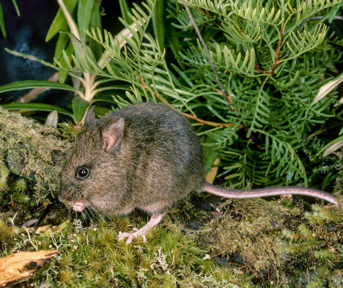 Small, brown, new holland mouse, centre of image surrounded by green leafs