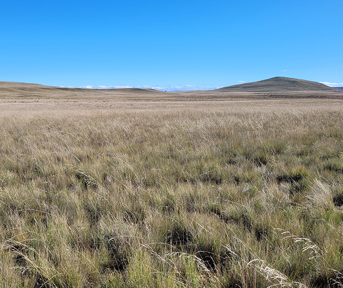 An example of natural temperate grassland in the Monaro Tablelands. A mix of green- and gold-coloured native grasses, some in seed, and other plants in the foreground extend across a flat plain to a hilltop with blue sky behind it. 