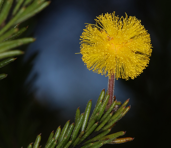 Close-up view of a spherical yellow flower with numerous filament-like petals against a dark background