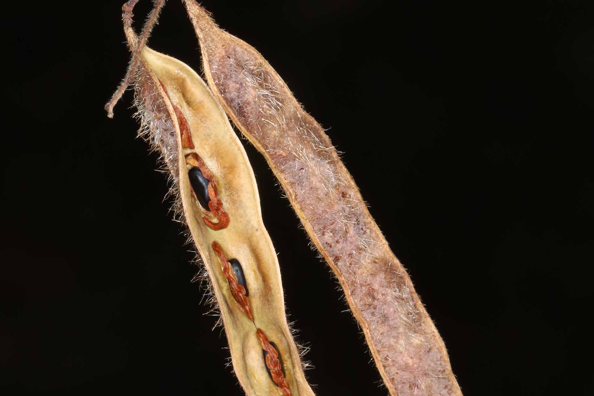 Black beans in a hairy brown seed pod