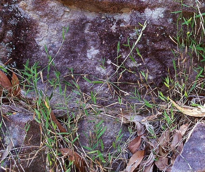 Grass with narrow leaves