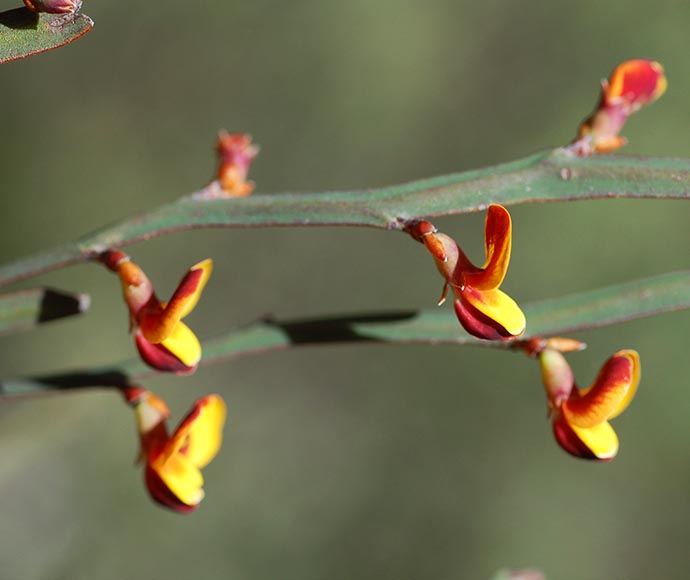 Bright yellow and red flowers with open mouths