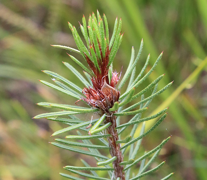 Close-up image of a pine tree branch with slender green needles and a central brown cone