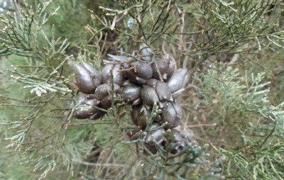 Cluster of dark brown cones and green leaves or pine needles of the pygmy cypress pine (Callitris oblonga subsp. corangensis).