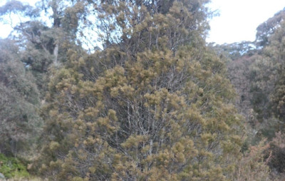 Small pine tree (Callitris oblonga subsp parva) with numerous branches and green-brown leaves with other trees around it