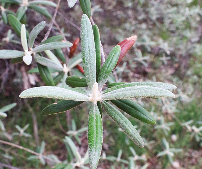 Four narrow leaves pointing north, south, east and west