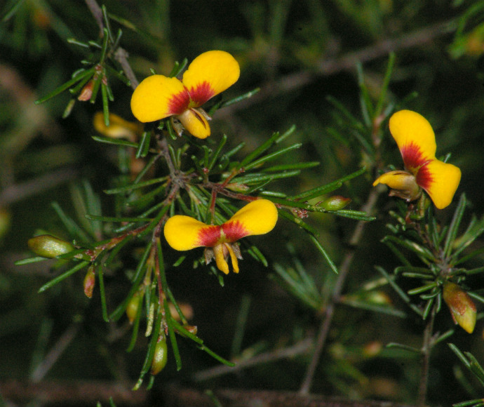 Dillwynia tenuifolia is a threatened species in NSW