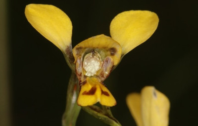 Yellow orchid with dark red markings on the lower petal and a white cavity on green stem