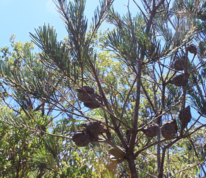 Shrubby bush