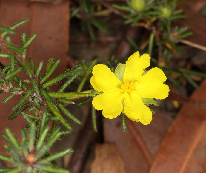 Julian's hibbertia (Hibbertia spanantha)