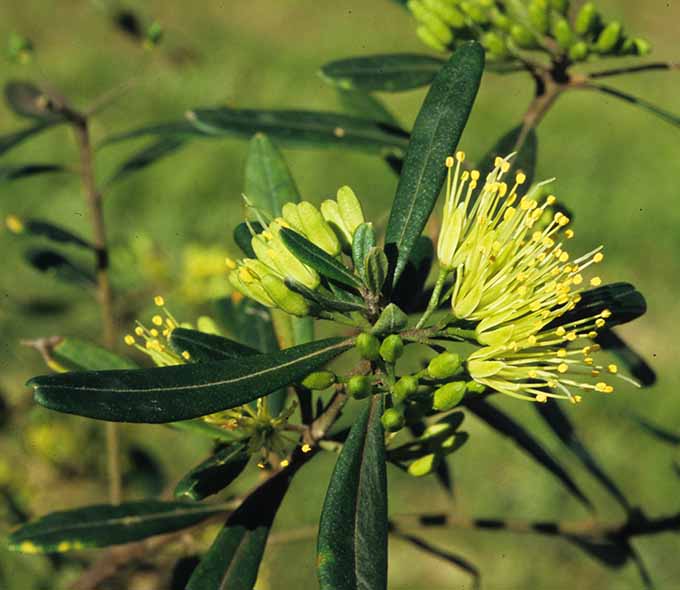 Close-up of a green shrub with elongated leaves and clusters of small yellow flowers