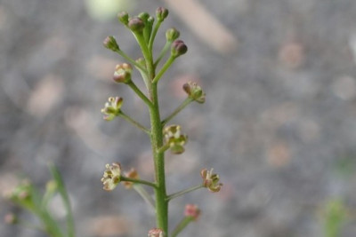 The tip of a green stem with numerous branches and a single white-pink flower on each branch.