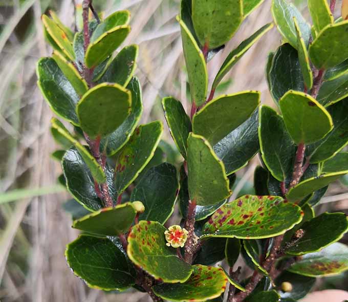 Close-up of green leaves with yellow edges and red spots, including a small yellow flower at the centre