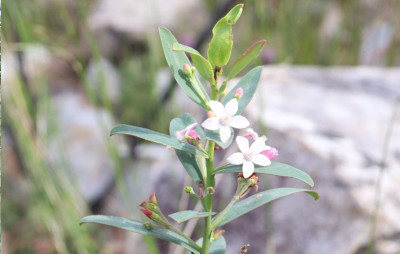 White flowers on the top of a single stem with green leaves and pink flower buds of the mountain wax-flower (Philotheca obovatifolia).