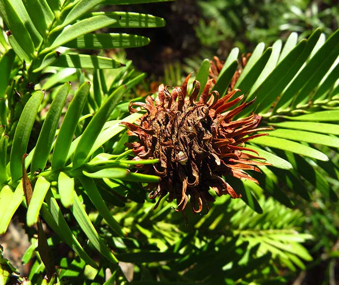 Wollemi pine (Wollemia nobilis) seeds and cones - Female cones translocation site