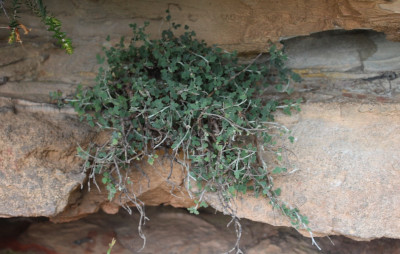 A small shrub with many elegant green leaves on long curvy stems growing out of and hang over sandstone