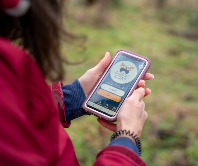 Butterflies Australia app on a mobile phone screen