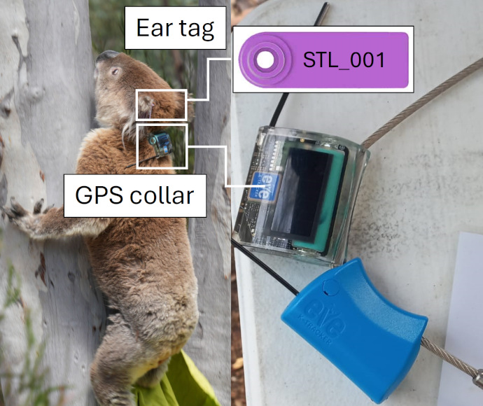 A split image with a koala on a tree trunk on the left, and a close-up of an ear tag and GPS tracking collar on the right.