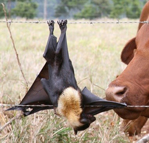 Flying-fox caught in barbed wire fence