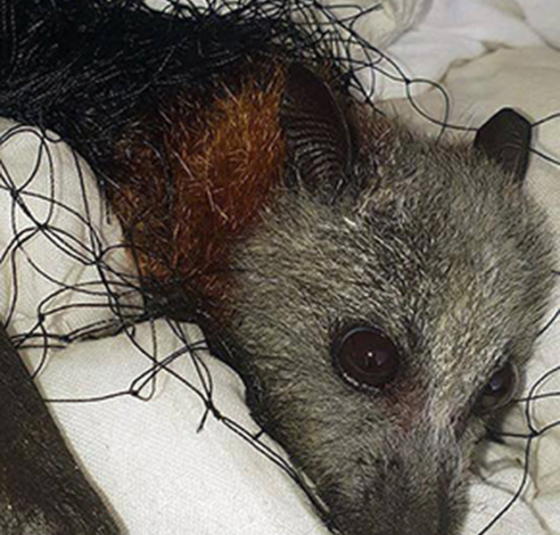 Flying-fox caught and injured in inappropriate netting 