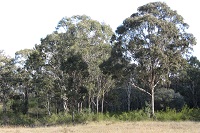 Grasses, shrubs and trees on the Mater Dei Stage 2 biobank site