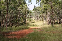 Sandy soil, patchy grasses and trees on the Mater Dei biobank site