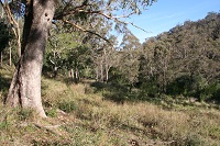 Grasses, scrub and trees on the Mount Hercules biobank site