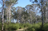 Sandy soil, patchy grasses and trees on the Mulgoa biobank site